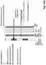 Fig. 53 - Device for combining light beams which interact with adjacently arranged pixels of a light modulator