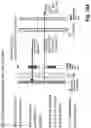 Fig. 55 - Device for combining light beams which interact with adjacently arranged pixels of a light modulator
