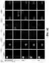 Fig. 05 - Group sparsity model for image unmixing