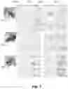 Fig. 09 - Group sparsity model for image unmixing