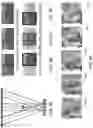 Fig. 10 - Motion parallax in object recognition