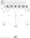Fig. 03 - Manipulation of media content to overcome user impairments