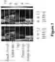 Fig. 08 - Systems, methods, and computer-readable media for improved audio feature discovery using a neural network