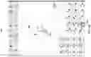 Fig. 12 - Context-aware virtual keyboard for chemical structure drawing applications