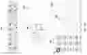 Fig. 13 - Context-aware virtual keyboard for chemical structure drawing applications
