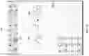 Fig. 15 - Context-aware virtual keyboard for chemical structure drawing applications