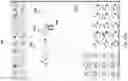 Fig. 19 - Context-aware virtual keyboard for chemical structure drawing applications