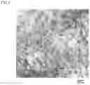 Fig. 02 - COPPER ALLOY WIRE, COPPER ALLOY STRANDED WIRE, ELECTRIC WIRE, TERMINAL-FITTED ELECTRIC WIRE, AND METHOD OF MANUFACTURING COPPER ALLOY WIRE