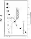 Fig. 06 - Grain-oriented electrical steel sheet and production method therefor