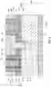 Fig. 12 - Methods of cutting metal gates and structures formed thereof