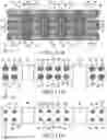 Fig. 12 - Non-volatile memory device