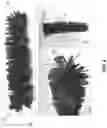 Fig. 10 - Branched anodes for microbial fuel cells