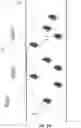 Fig. 09 - Distributed antenna networks for wireless communication by wireless devices