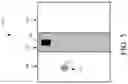 Fig. 06 - Luminaire and duplex sound integration