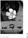 Fig. 142 - Strawberry cultivars