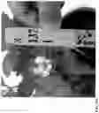 Fig. 169 - Strawberry cultivars