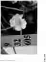 Fig. 187 - Strawberry cultivars