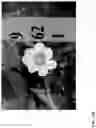 Fig. 202 - Strawberry cultivars