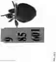 Fig. 213 - Strawberry cultivars