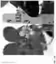 Fig. 235 - Strawberry cultivars