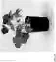 Fig. 236 - Strawberry cultivars