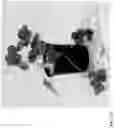 Fig. 242 - Strawberry cultivars