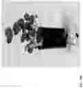 Fig. 260 - Strawberry cultivars