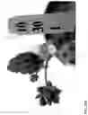 Fig. 283 - Strawberry cultivars