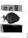 Fig. 300 - Strawberry cultivars