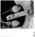 Fig. 336 - Strawberry cultivars