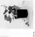 Fig. 344 - Strawberry cultivars
