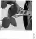 Fig. 349 - Strawberry cultivars