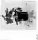 Fig. 353 - Strawberry cultivars