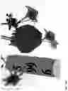 Fig. 36 - Strawberry cultivars