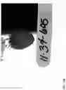 Fig. 390 - Strawberry cultivars