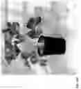 Fig. 410 - Strawberry cultivars