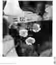 Fig. 412 - Strawberry cultivars