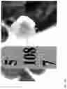 Fig. 43 - Strawberry cultivars