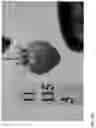 Fig. 453 - Strawberry cultivars