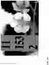 Fig. 475 - Strawberry cultivars