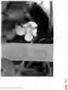 Fig. 478 - Strawberry cultivars
