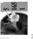 Fig. 61 - Strawberry cultivars