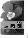 Fig. 76 - Strawberry cultivars