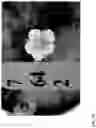 Fig. 94 - Strawberry cultivars