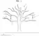 Fig. 02 - SUPPORTING STRUCTURE FOR FRUIT TREE BRANCH