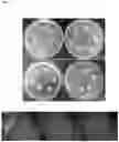 Fig. 04 - Inoculants and methods for use thereof
