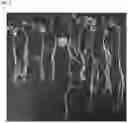 Fig. 06 - Inoculants and methods for use thereof