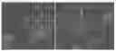 Fig. 01 - Genetic system for promoting recombination and gene transfer in wheat