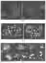 Fig. 02 - Genetic system for promoting recombination and gene transfer in wheat