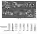 Fig. 03 - Genetic system for promoting recombination and gene transfer in wheat